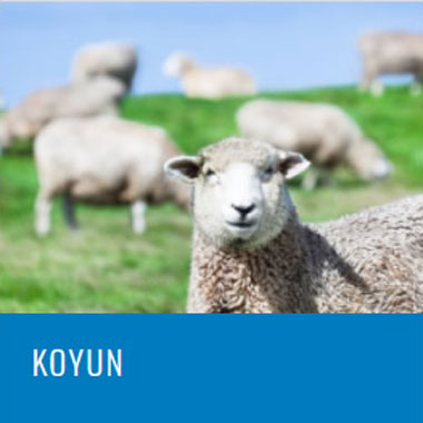 Plazma Ve Serum – Diğer Türler